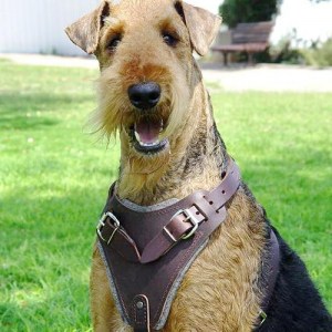 Шлея упряжка из коричневой кожи для эрдельтерьера «Working Dog»